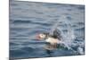 Atlantic Puffin Takes Flight, Spitsbergen, Svalbard, Norway-Steve Kazlowski-Mounted Photographic Print