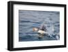 Atlantic Puffin Takes Flight, Spitsbergen, Svalbard, Norway-Steve Kazlowski-Framed Photographic Print