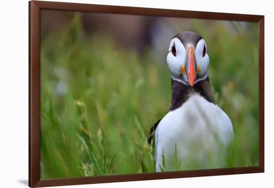 Atlantic Puffin, the Farne Islands, Northumberland, England, United Kingdom, Europe-Karen McDonald-Framed Photographic Print