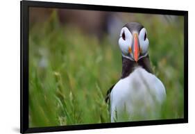 Atlantic Puffin, the Farne Islands, Northumberland, England, United Kingdom, Europe-Karen McDonald-Framed Photographic Print