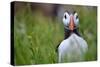 Atlantic Puffin, the Farne Islands, Northumberland, England, United Kingdom, Europe-Karen McDonald-Stretched Canvas