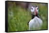 Atlantic Puffin, the Farne Islands, Northumberland, England, United Kingdom, Europe-Karen McDonald-Framed Stretched Canvas