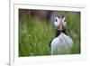 Atlantic Puffin, the Farne Islands, Northumberland, England, United Kingdom, Europe-Karen McDonald-Framed Photographic Print