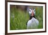 Atlantic Puffin, the Farne Islands, Northumberland, England, United Kingdom, Europe-Karen McDonald-Framed Photographic Print