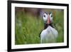 Atlantic Puffin, the Farne Islands, Northumberland, England, United Kingdom, Europe-Karen McDonald-Framed Photographic Print