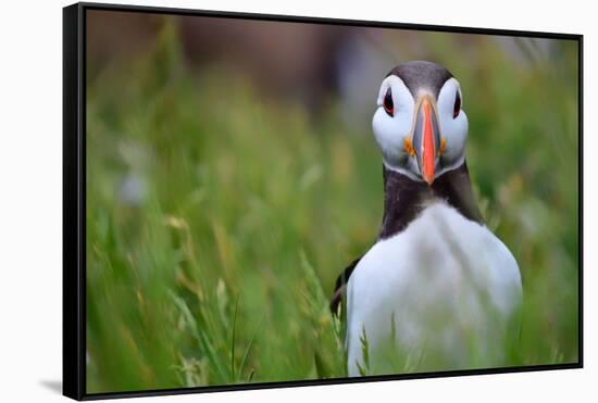 Atlantic Puffin, the Farne Islands, Northumberland, England, United Kingdom, Europe-Karen McDonald-Framed Stretched Canvas