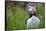 Atlantic Puffin, the Farne Islands, Northumberland, England, United Kingdom, Europe-Karen McDonald-Framed Stretched Canvas