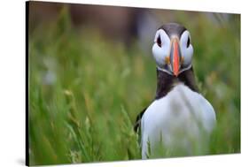 Atlantic Puffin, the Farne Islands, Northumberland, England, United Kingdom, Europe-Karen McDonald-Stretched Canvas