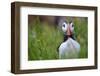 Atlantic Puffin, the Farne Islands, Northumberland, England, United Kingdom, Europe-Karen McDonald-Framed Photographic Print