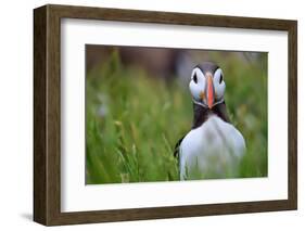 Atlantic Puffin, the Farne Islands, Northumberland, England, United Kingdom, Europe-Karen McDonald-Framed Photographic Print