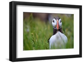 Atlantic Puffin, the Farne Islands, Northumberland, England, United Kingdom, Europe-Karen McDonald-Framed Photographic Print