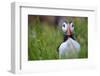 Atlantic Puffin, the Farne Islands, Northumberland, England, United Kingdom, Europe-Karen McDonald-Framed Photographic Print