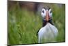 Atlantic Puffin, the Farne Islands, Northumberland, England, United Kingdom, Europe-Karen McDonald-Mounted Photographic Print