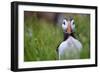 Atlantic Puffin, the Farne Islands, Northumberland, England, United Kingdom, Europe-Karen McDonald-Framed Photographic Print