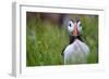 Atlantic Puffin, the Farne Islands, Northumberland, England, United Kingdom, Europe-Karen McDonald-Framed Photographic Print