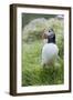 Atlantic Puffin With fish, Mykines, Faroe Islands. Denmark-Martin Zwick-Framed Photographic Print