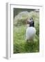 Atlantic Puffin With fish, Mykines, Faroe Islands. Denmark-Martin Zwick-Framed Photographic Print