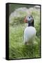 Atlantic Puffin With fish, Mykines, Faroe Islands. Denmark-Martin Zwick-Framed Stretched Canvas
