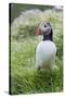 Atlantic Puffin With fish, Mykines, Faroe Islands. Denmark-Martin Zwick-Stretched Canvas