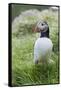 Atlantic Puffin With fish, Mykines, Faroe Islands. Denmark-Martin Zwick-Framed Stretched Canvas