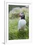 Atlantic Puffin With fish, Mykines, Faroe Islands. Denmark-Martin Zwick-Framed Premium Photographic Print