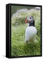 Atlantic Puffin With fish, Mykines, Faroe Islands. Denmark-Martin Zwick-Framed Stretched Canvas