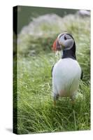 Atlantic Puffin With fish, Mykines, Faroe Islands. Denmark-Martin Zwick-Stretched Canvas