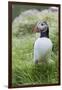 Atlantic Puffin With fish, Mykines, Faroe Islands. Denmark-Martin Zwick-Framed Photographic Print