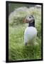 Atlantic Puffin With fish, Mykines, Faroe Islands. Denmark-Martin Zwick-Framed Photographic Print