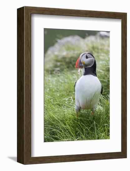 Atlantic Puffin With fish, Mykines, Faroe Islands. Denmark-Martin Zwick-Framed Photographic Print