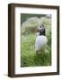 Atlantic Puffin With fish, Mykines, Faroe Islands. Denmark-Martin Zwick-Framed Photographic Print