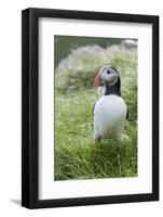 Atlantic Puffin With fish, Mykines, Faroe Islands. Denmark-Martin Zwick-Framed Photographic Print