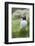 Atlantic Puffin With fish, Mykines, Faroe Islands. Denmark-Martin Zwick-Framed Photographic Print