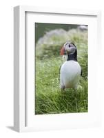 Atlantic Puffin With fish, Mykines, Faroe Islands. Denmark-Martin Zwick-Framed Photographic Print