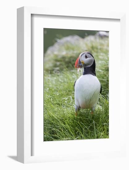 Atlantic Puffin With fish, Mykines, Faroe Islands. Denmark-Martin Zwick-Framed Photographic Print