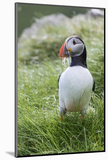 Atlantic Puffin With fish, Mykines, Faroe Islands. Denmark-Martin Zwick-Mounted Photographic Print