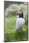 Atlantic Puffin With fish, Mykines, Faroe Islands. Denmark-Martin Zwick-Mounted Photographic Print