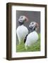 Atlantic Puffin With fish, Mykines, Faroe Islands. Denmark-Martin Zwick-Framed Photographic Print