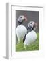 Atlantic Puffin With fish, Mykines, Faroe Islands. Denmark-Martin Zwick-Framed Photographic Print