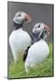 Atlantic Puffin With fish, Mykines, Faroe Islands. Denmark-Martin Zwick-Mounted Photographic Print