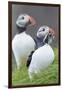 Atlantic Puffin With fish, Mykines, Faroe Islands. Denmark-Martin Zwick-Framed Photographic Print