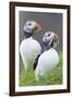 Atlantic Puffin With fish, Mykines, Faroe Islands. Denmark-Martin Zwick-Framed Photographic Print