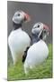 Atlantic Puffin With fish, Mykines, Faroe Islands. Denmark-Martin Zwick-Mounted Photographic Print