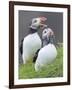 Atlantic Puffin With fish, Mykines, Faroe Islands. Denmark-Martin Zwick-Framed Photographic Print