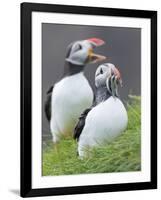 Atlantic Puffin With fish, Mykines, Faroe Islands. Denmark-Martin Zwick-Framed Photographic Print