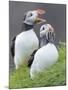 Atlantic Puffin With fish, Mykines, Faroe Islands. Denmark-Martin Zwick-Mounted Photographic Print