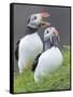 Atlantic Puffin With fish, Mykines, Faroe Islands. Denmark-Martin Zwick-Framed Stretched Canvas