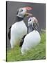 Atlantic Puffin With fish, Mykines, Faroe Islands. Denmark-Martin Zwick-Stretched Canvas