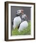 Atlantic Puffin With fish, Mykines, Faroe Islands. Denmark-Martin Zwick-Framed Photographic Print