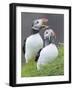 Atlantic Puffin With fish, Mykines, Faroe Islands. Denmark-Martin Zwick-Framed Photographic Print